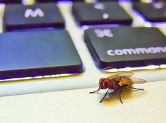 Computer Bug