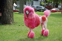 poodle